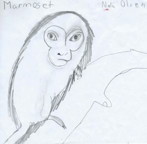 Marmoset by Nola, age 7